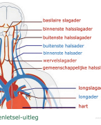 Bloedvaten in de hersenen
