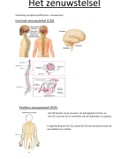 Samenvatting zenuwstelsel Biologie 3de middelbaar