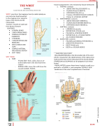 Anatomy of the wrist must knows