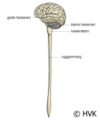 Samenvatting Fysiologie (Bachelor VIVES) 
