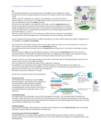 Hoofdstuk 14; Mendeliaanse genetica