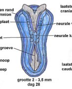 Anatomie Inleiding Innervatie 