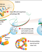 'De cel en de genetische code' (College 1, Neurobiologische achtergronden van opvoeding en ontwikkeling deel B)