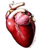Hypertrofische cardiomyopathie (HCM) bij (ras)katten : onderzoek en literatuurstudie