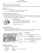 Samenvatting fotosynthese (+ autotrofie en heterotrofie)