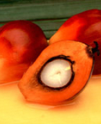 Opdracht milieuleer: palmolieproductie in Indonesië en Maleisië (3e bachelor agro- en biotechnologie)