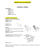 Anatomie van de Vertebraten samenvatting