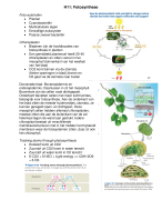 Samenvatting van het gedeelte Plantenbiologie voor de cursus Functionele biologie voor deeltentamen 2