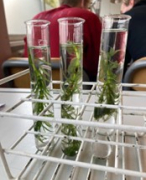 5VWO Biologie Praktische opdracht Stofwisseling 
