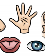 5VWO Biologie Praktische Opdracht Zintuigen 