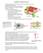 Samenvatting H11-18 van Essential Cell Biology voor het vak Moleculaire celbiologie voor deeltentamen 2