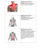 oefenkaarten van het vak anatomie en fysiologie 1