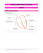 Medische wetenschappen 1 (deel pathologie) - Het hart