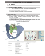 SAMENVATTING Fysiologie van de baring
