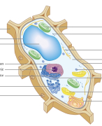 Biologie voor jou, H1 inleiding in de biologie (4VWO)