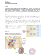 Biologie H2§2 Geslachtelijke voortplanting // 4 Vwo