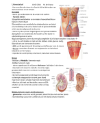 Nieren stelsel(fysiologie)