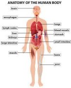 Biologie Hoofdstuk 13 Havo 5