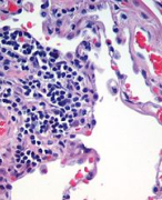 Histologie Genitaal Stelsel