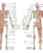 Spierskeletsysteem en Biomechanica Samenvatting Anatomie Klinische Technologie
