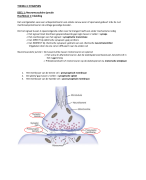 Neuromusculaire junctie 