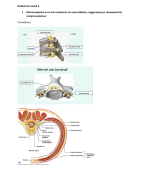 Wervelkolom, ruggenmerg en zenuwwortels: anatomie en pathologie (73 pagina's)