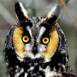copronymus