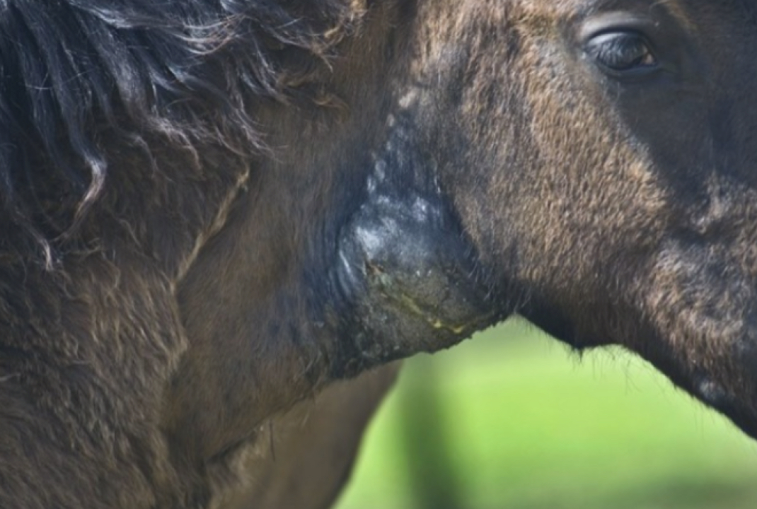  Oefenvragen over Paardenademhalingsproblemen 