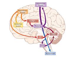 Oefenvragen Biopsychologie van emotie